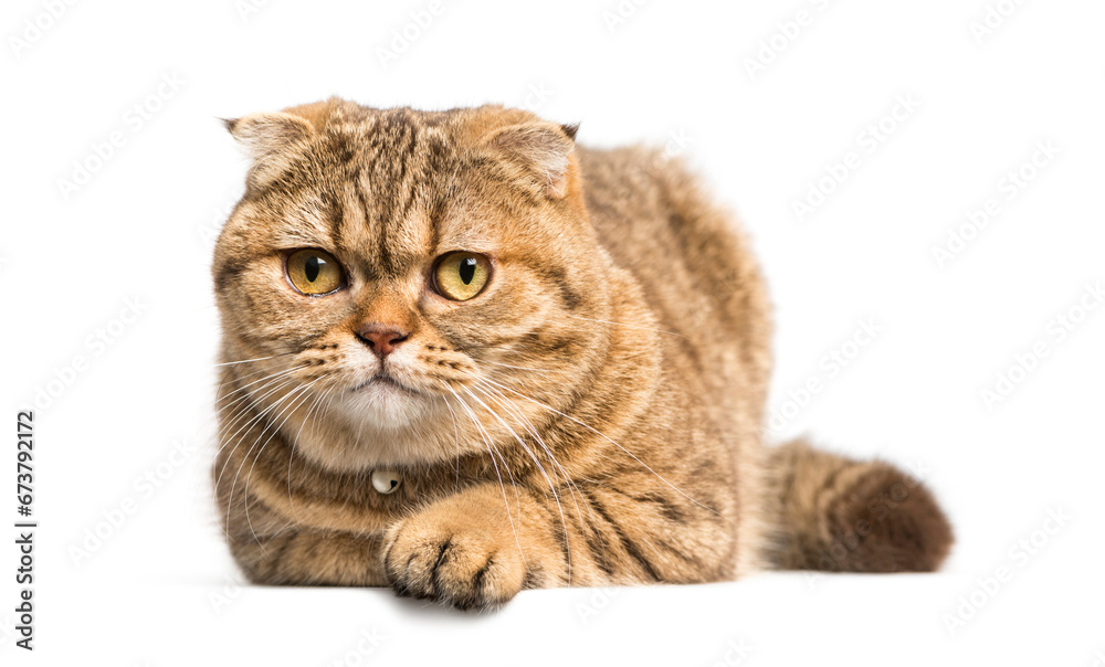 Obraz premium Scottish Fold cat lying down, isolated