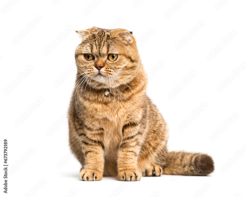 Obraz premium sitting Scottish Fold cat, isolated