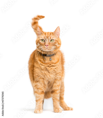 Fototapeta Naklejka Na Ścianę i Meble -  Ginger Mixed-breed cat isolated on white