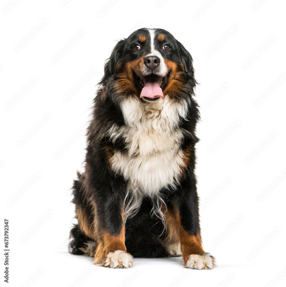 sitting Bernese Mountain dog, isolated