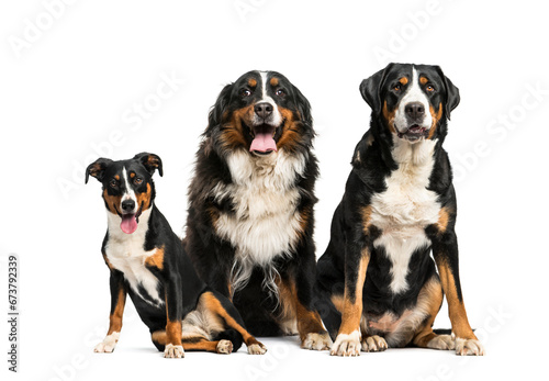 Greater Swiss Mountain Dog and Bernese Mountain dog sitting together, isolated
