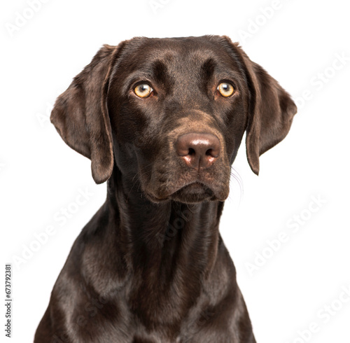 Close-up of a chocolate Labrador Retriever dog on a white background