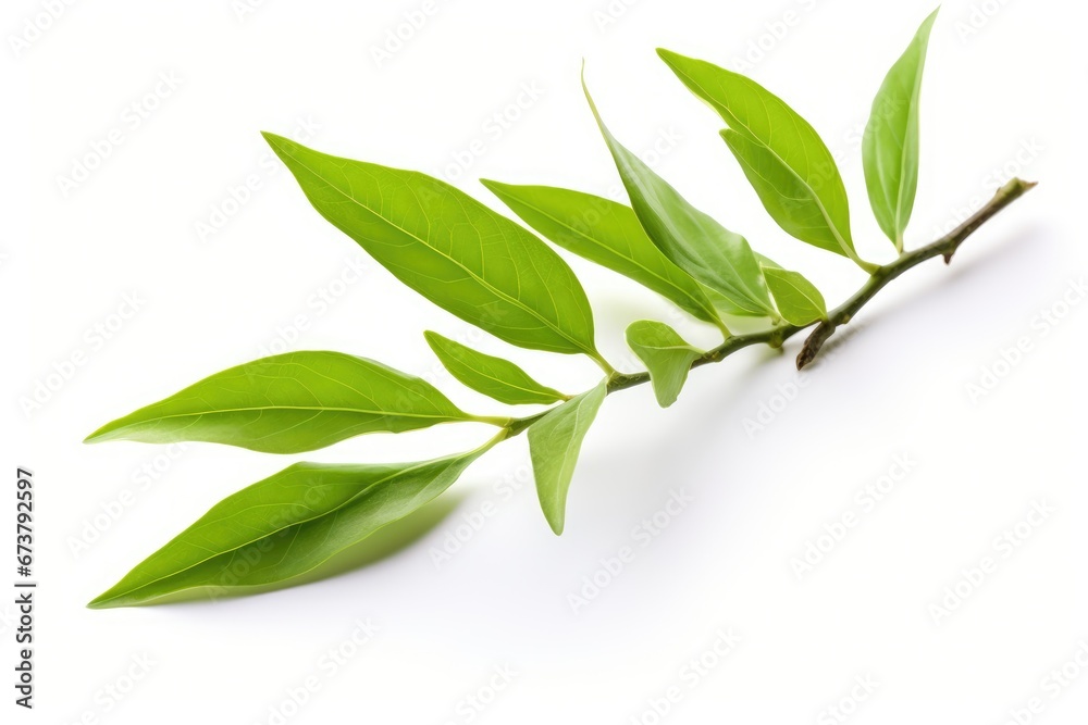 Fototapeta premium A Serene Summer Scene: A Branch Laden With Verdant Leaves