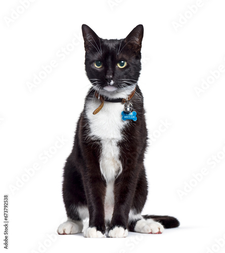 Sitting Mixed-breed cat black and white, isolated