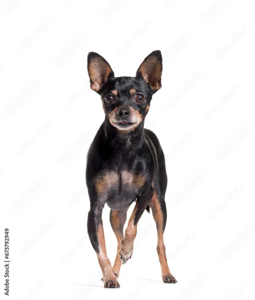 standing of a Miniature Pinscher, isolated on white standing of a Miniature Pinscher, isolated on white