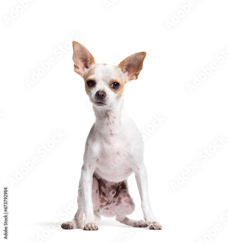 Mixed-breed dog sitting in front of a white background