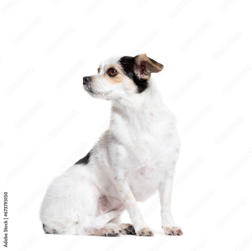 looking away Mixed-breed dog sitting in front of a white background