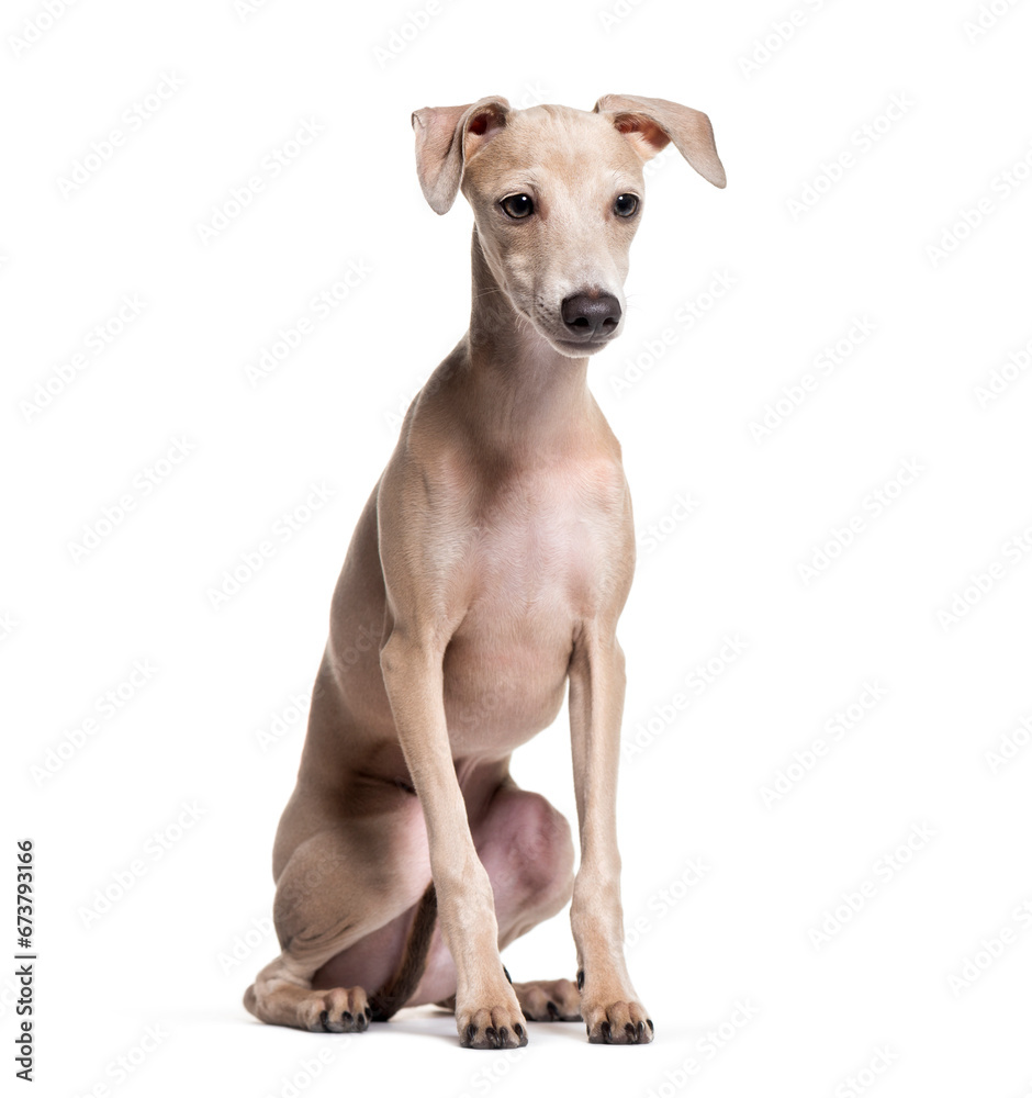 Italian Greyhound sitting, isolated