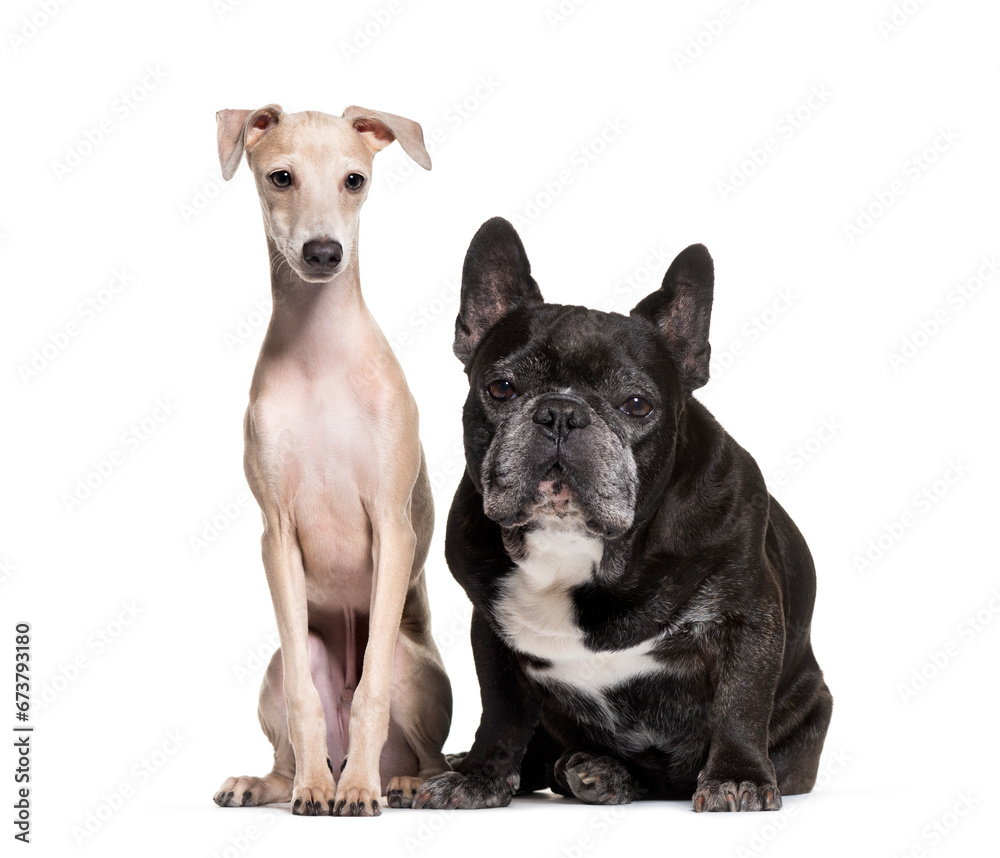 Two dogs; French Bulldog and Italian Greyhound dog, isolated on white