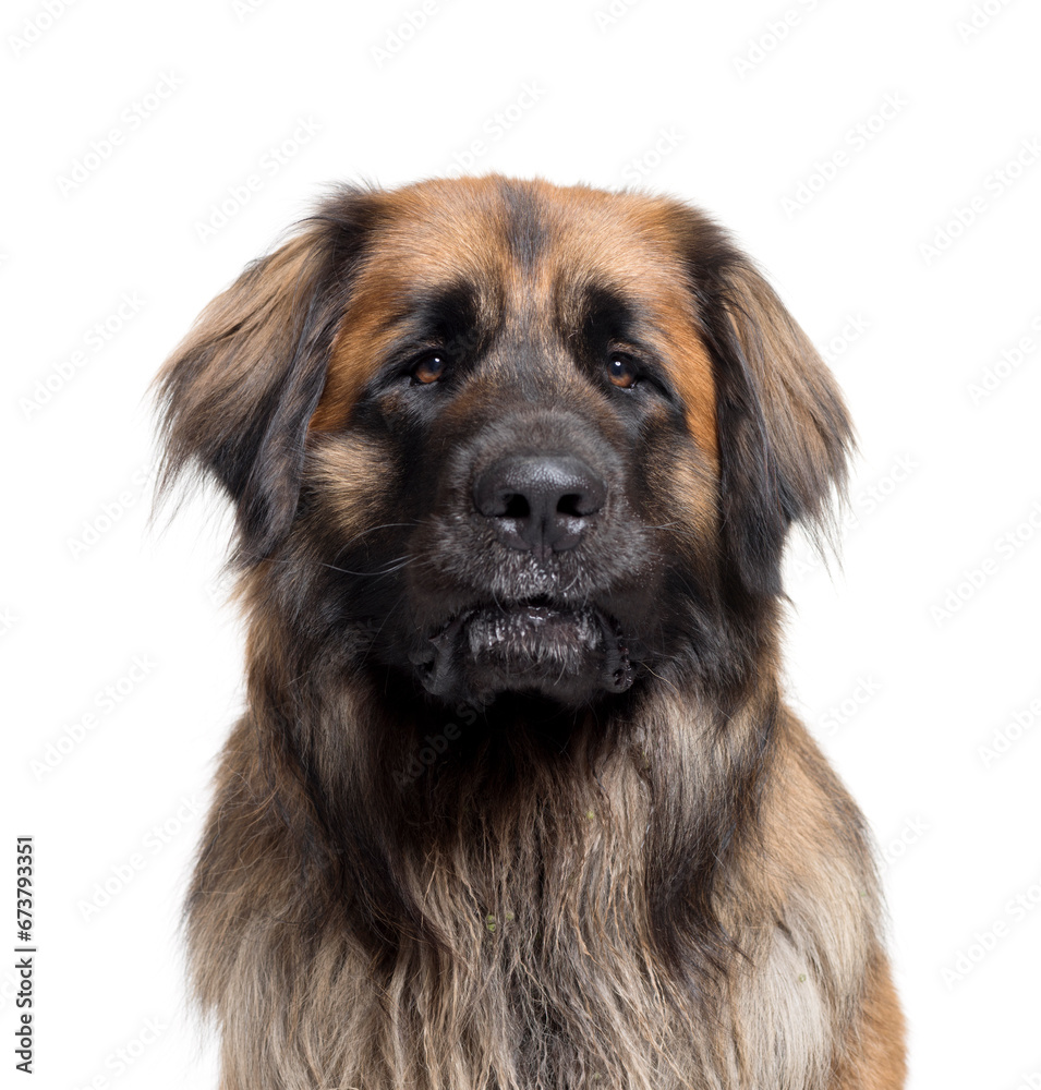Close-up of a Leonberger dog, isolated on white background