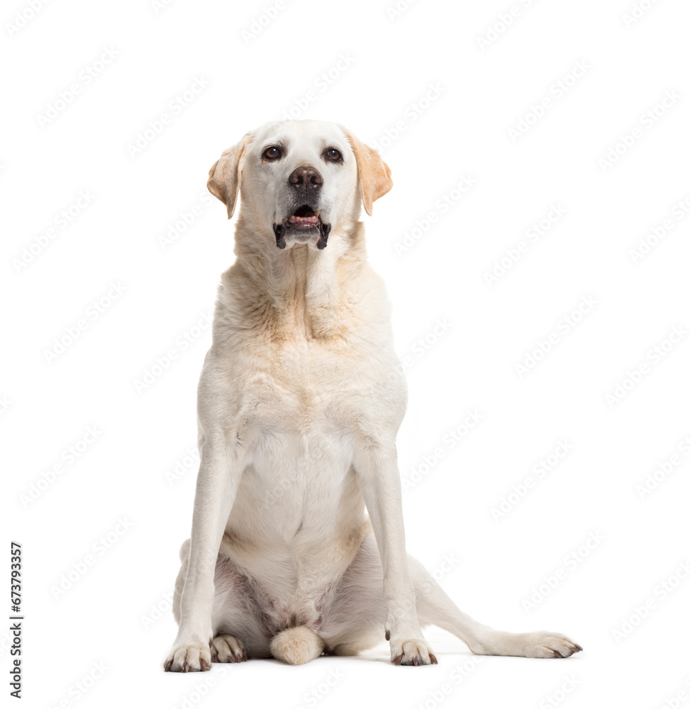 Cream Labrador Retriever dog sitting, isolated