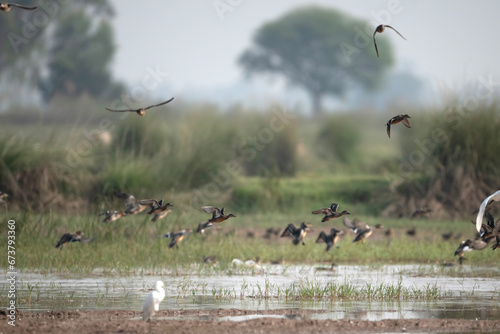 Flock of Ducks Flying over Wetland 