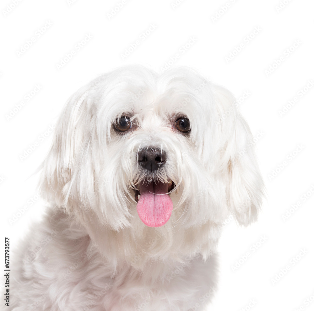 Close-up of a Panting Maltese dog on a white background