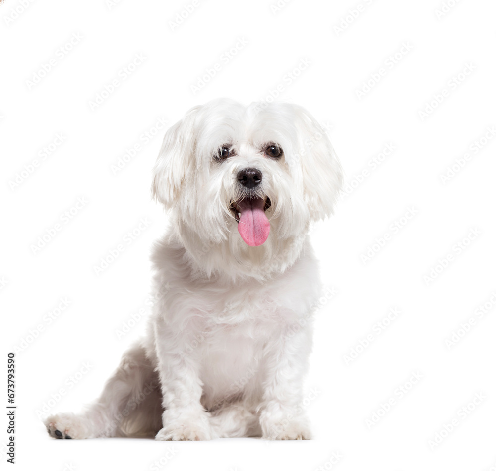 Panting Maltese dog sitting on a white background Panting Maltese dog sitting on a white background
