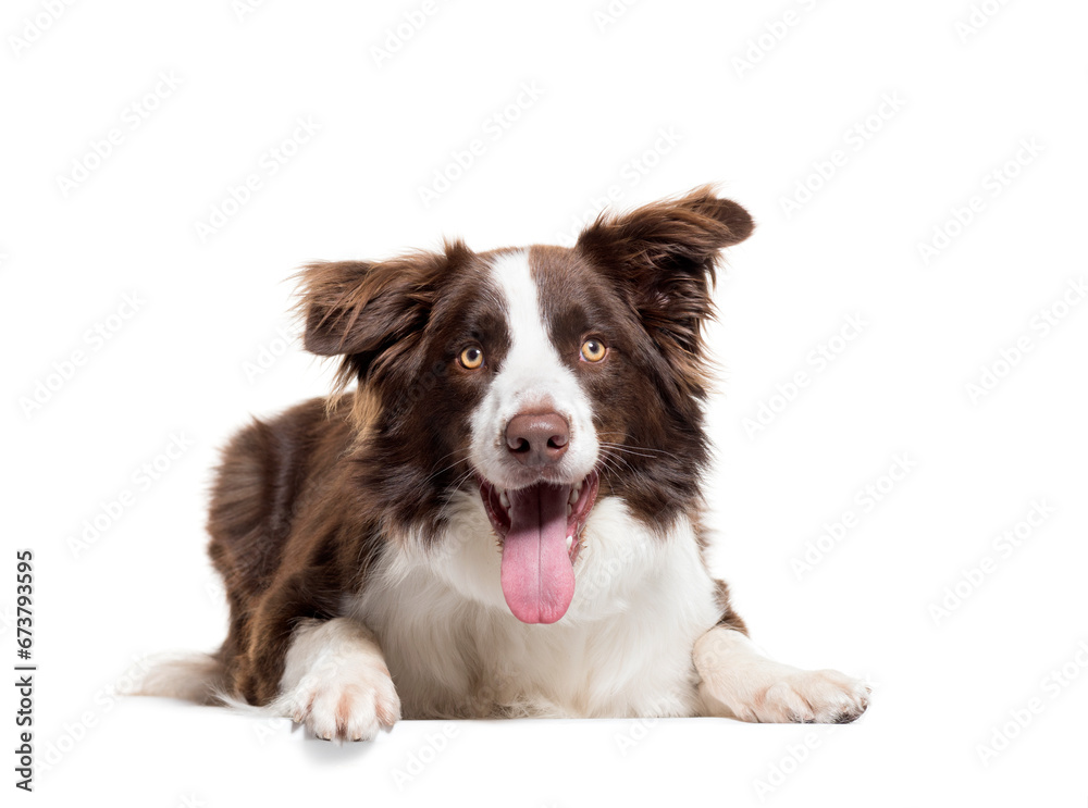 Lying down Border Collie panting, isolated on white