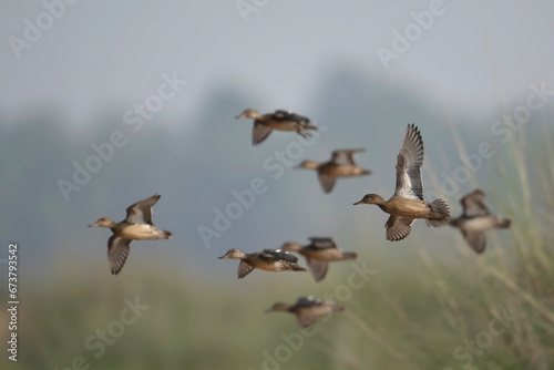 Flock of Ducks Flying over Wetland © tahir