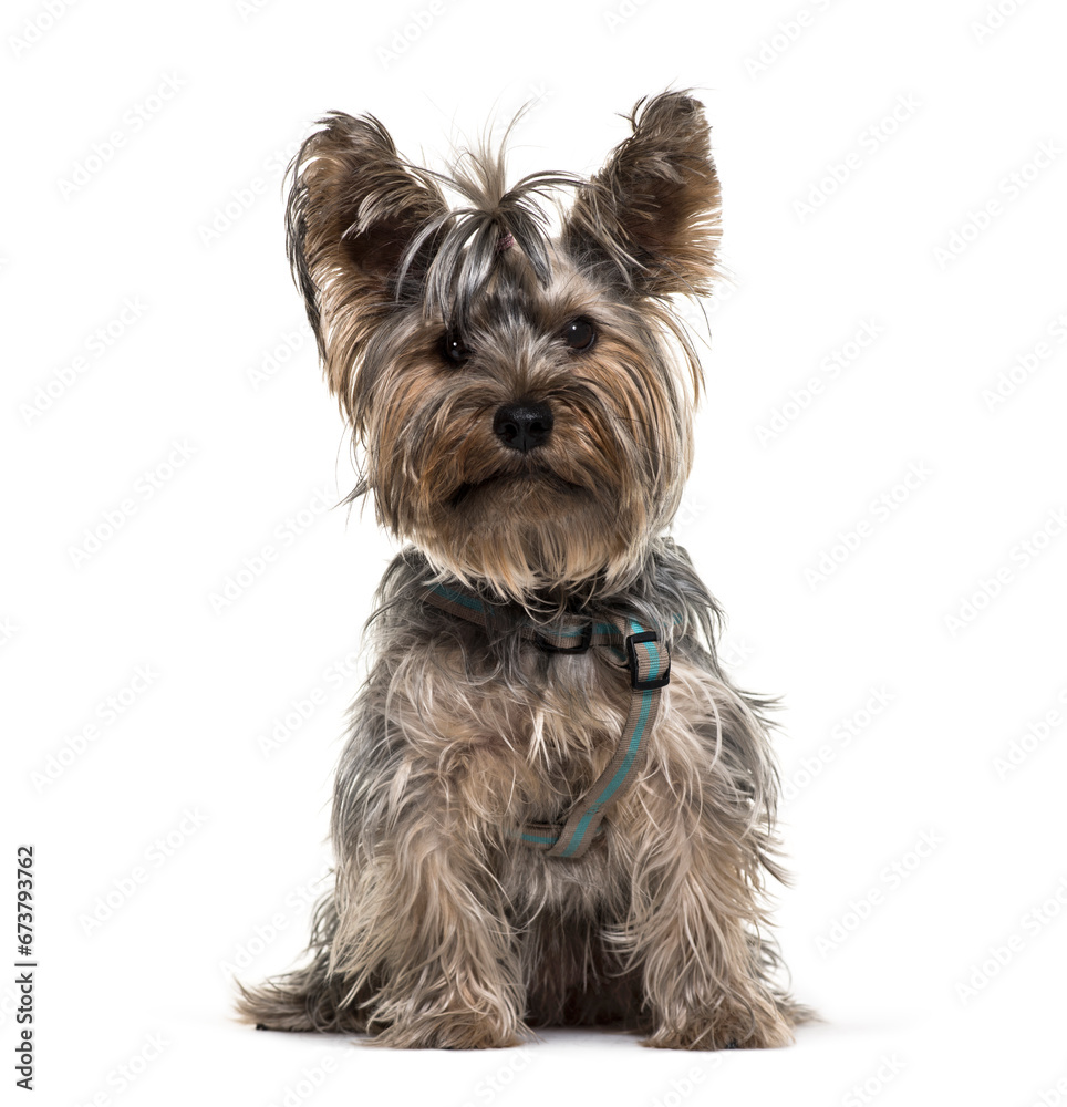 Siiting Yorkshire Terrier dog, isolated on white Siiting Yorkshire Terrier dog, isolated on white