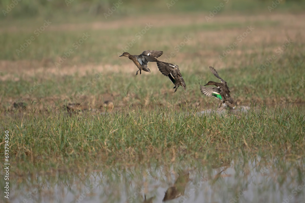 Flock of Ducks Flying over Wetland 