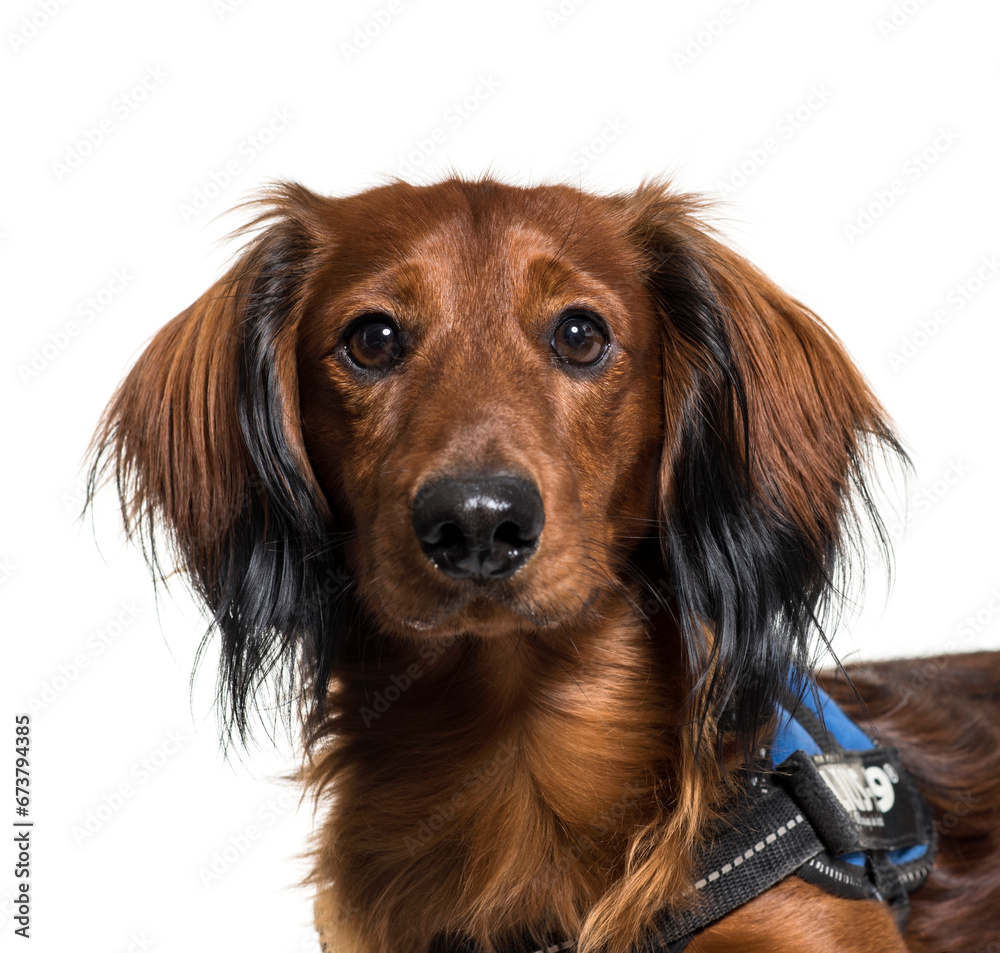 Close-up of a Dachshund dog, isolated on white