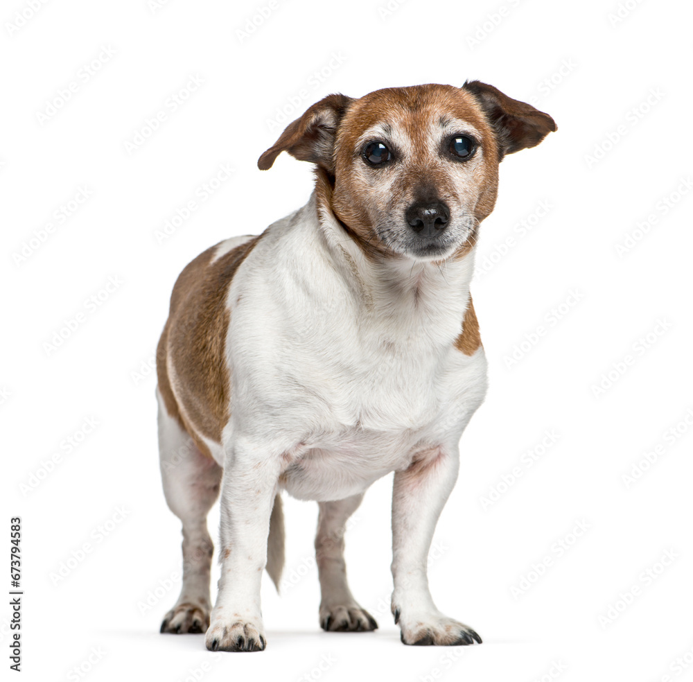 Old Standing Jack Russel dog, isolated on white