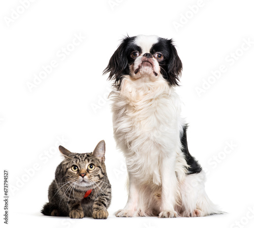 Foto Japanese Chin dog and European Cat sitting together, isolated on white