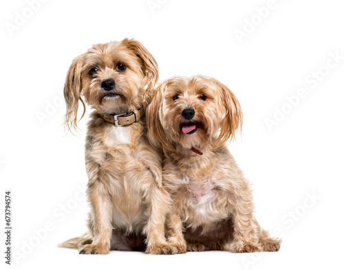 Two Mixed-breed dog sitting together, isolated on white © Eric Isselée