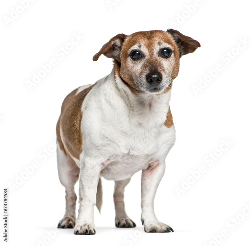 Old Standing Jack Russel dog  isolated on white