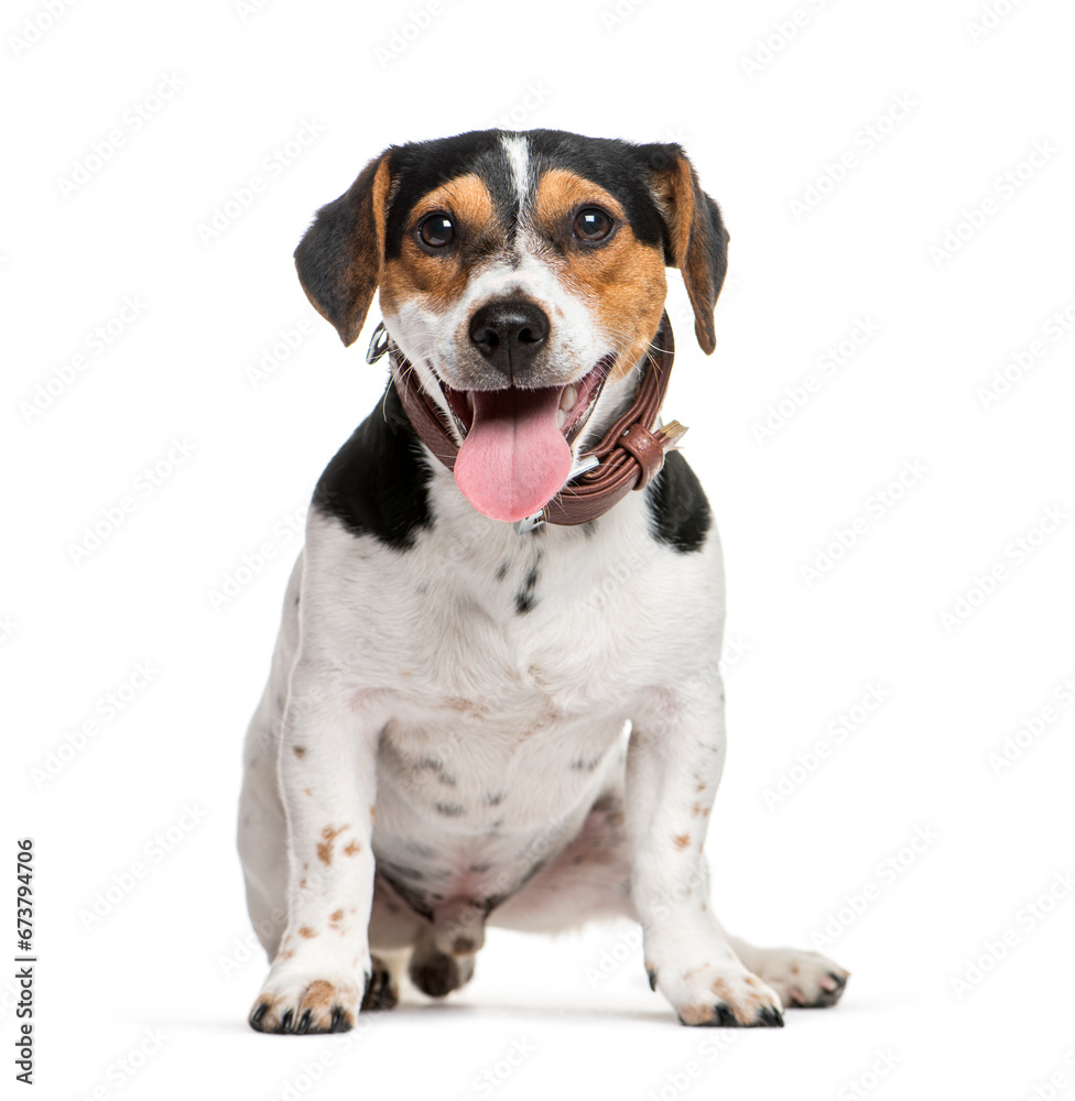 Sitting and panting Jack Russell Terrier dog, isolated on white