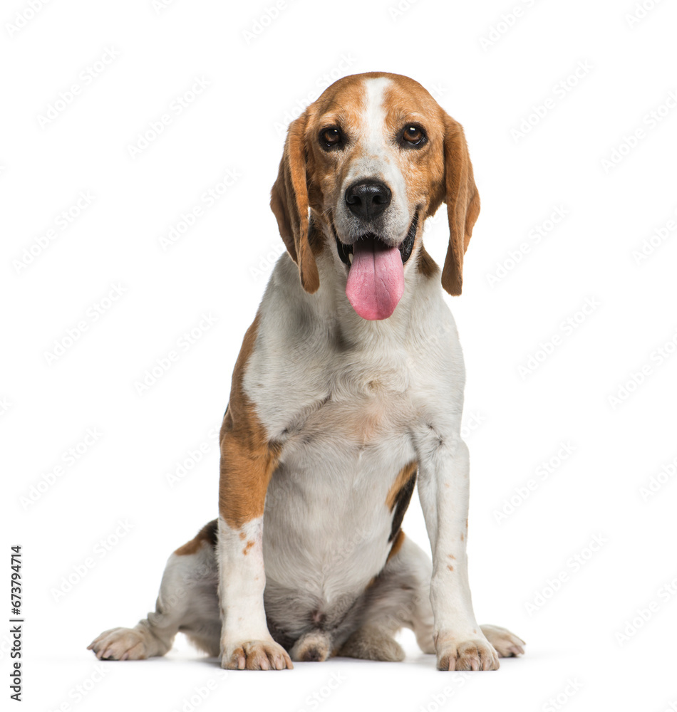 Sitting and panting Beagle dog, isolated on white