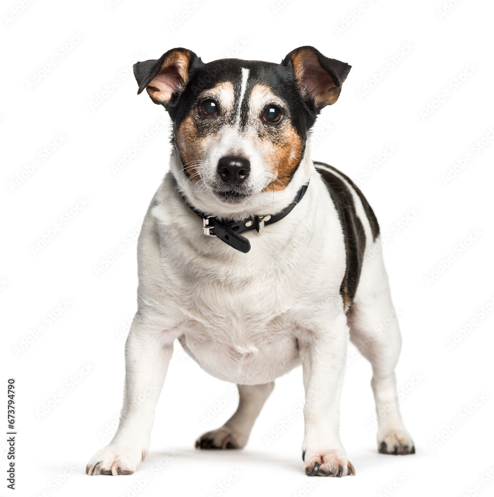 Mixed-breed dog sitting against white background