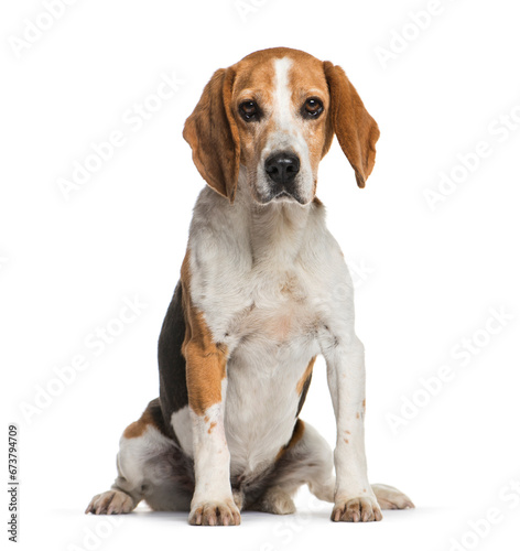 Sitting Beagle dog, isolated on white