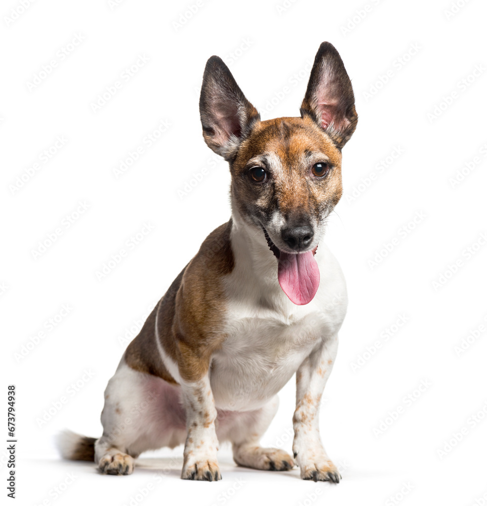 Jack Russell sitting against white background