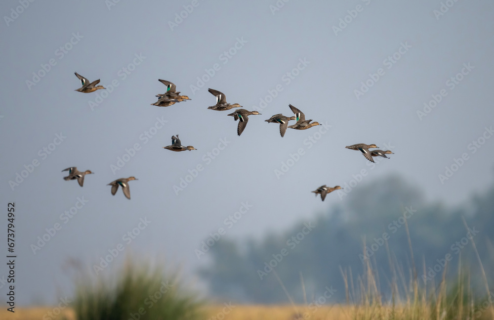 Flock of Ducks Flying over Wetland Flock of Ducks Flying over Wetland
