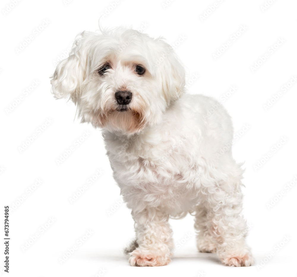 Maltese standing against white background