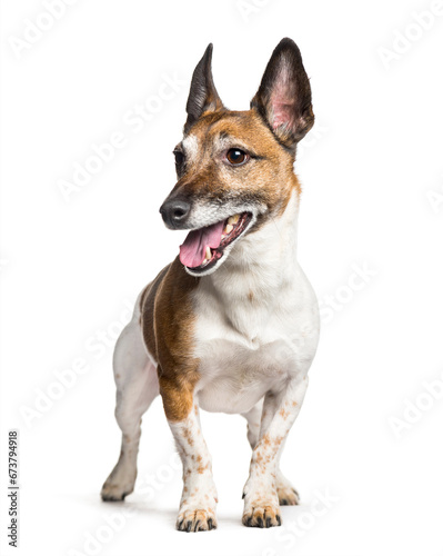 Jack Russell standing against white background