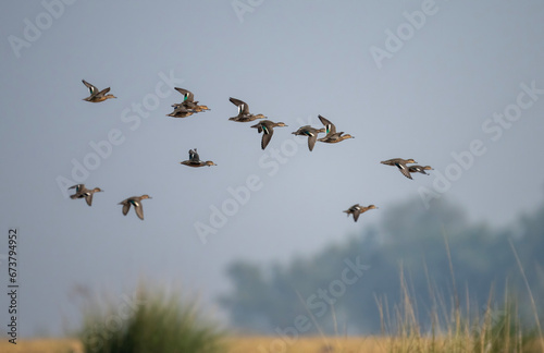 Flock of Ducks Flying over Wetland  © tahir