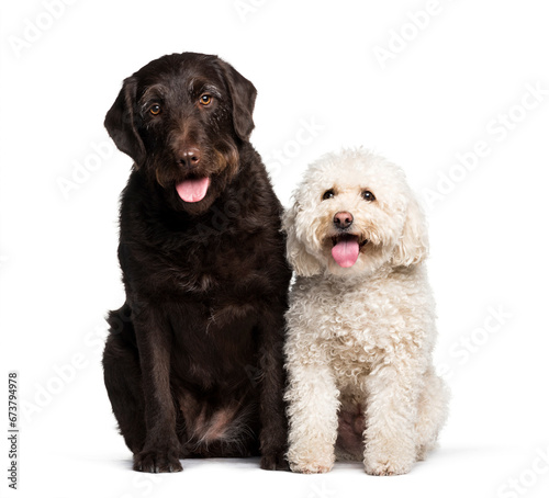 Labrador and Maltese sitting against white background