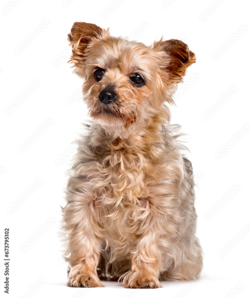 Yorkshire sitting against white background Yorkshire sitting against white background