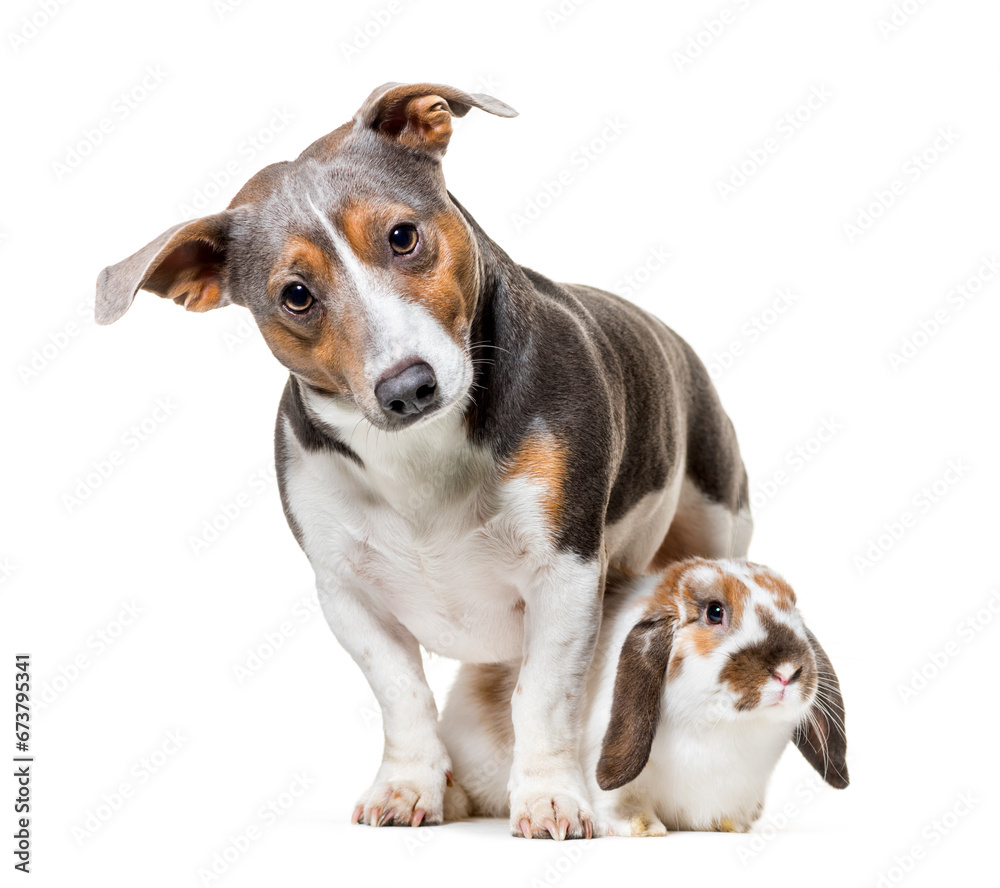 Jack Russell terrier and rabbit sitting against white background