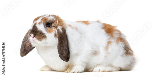 English Lop Rabbit against white background