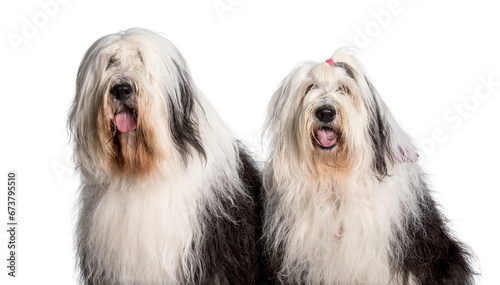Bobtail dogs looking at camera against white background photo