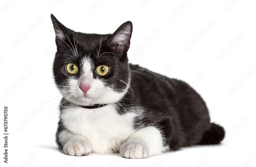 Mixed-breed cat looking at camera against white background Mixed-breed cat looking at camera against white background