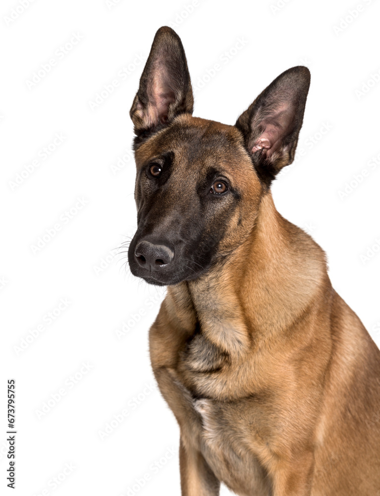 Malinois looking at camera against white background Malinois looking at camera against white background