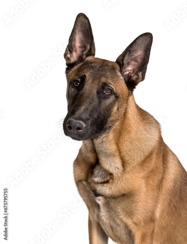 Malinois looking at camera against white background © Eric Isselée