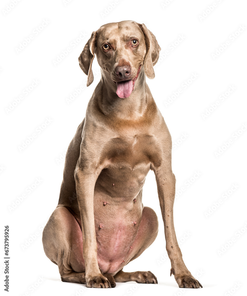 Old Weimaraner dog sitting against white background