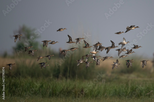 Flock of Ducks flying over  wetland © tahir