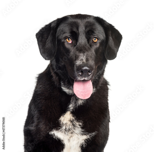 Labrador looking at camera against white background © Eric Isselée