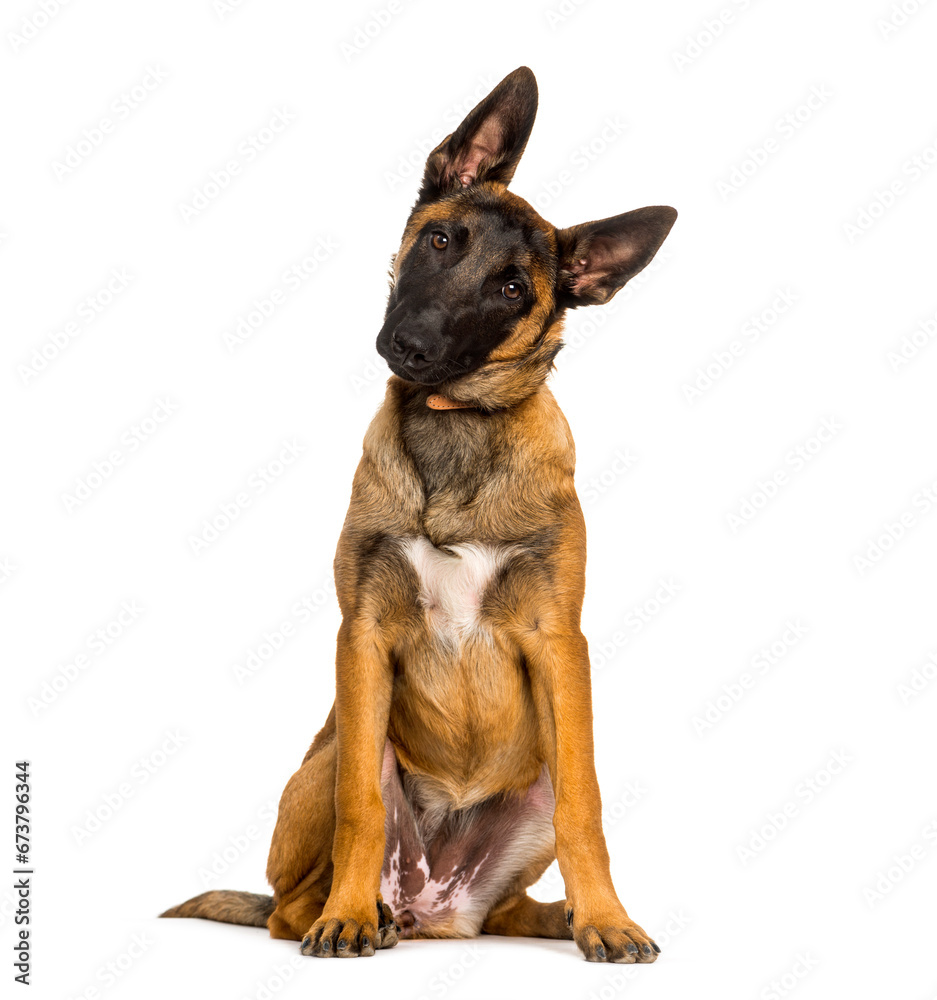 Malinois dog sitting against white background