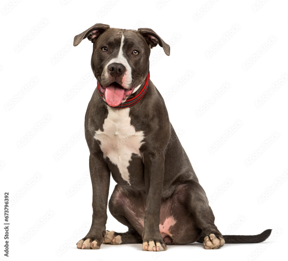 American Pit Bull Terrier dog sitting against white background