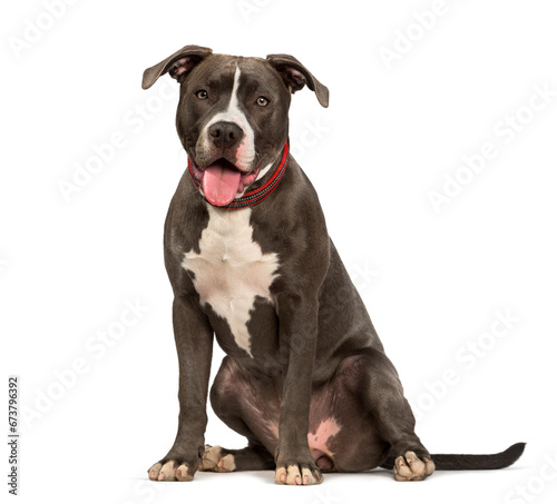 American Pit Bull Terrier dog sitting against white background